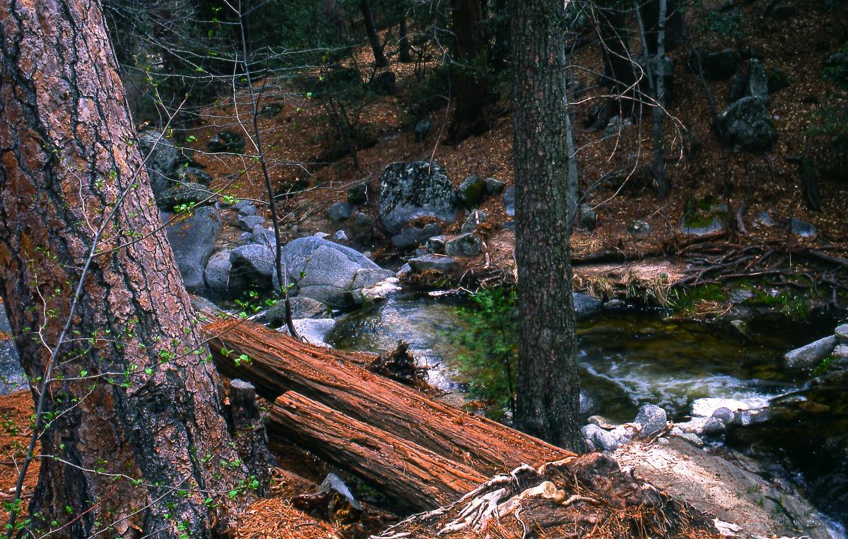 Fuller Mill Creek, California