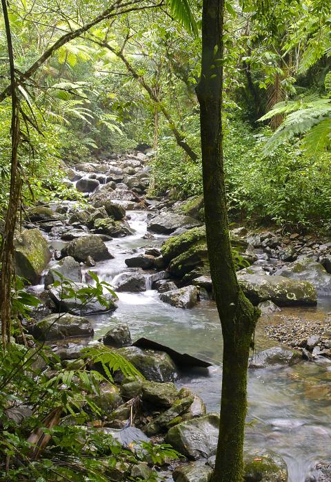 Rio de la Mina, Puerto Rico
