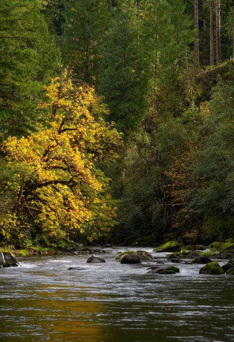 North Fork of the Middle Fork Willamette River, Oregon