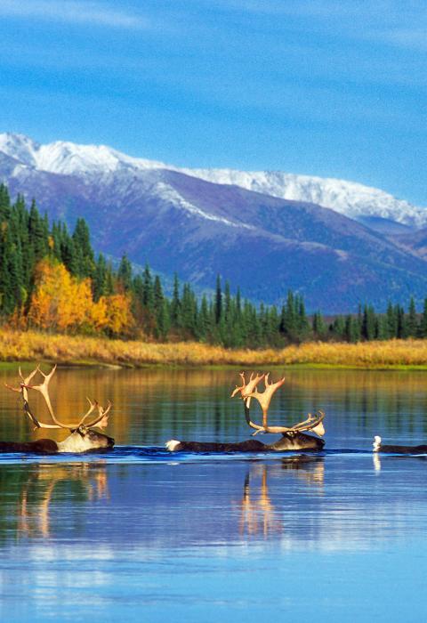 Kobuk River, Alaska