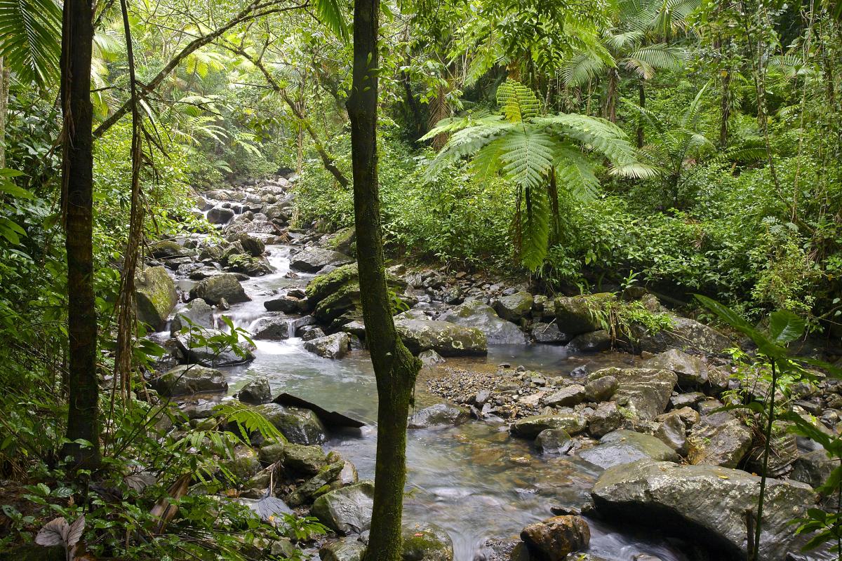 Rio de la Mina, Puerto Rico