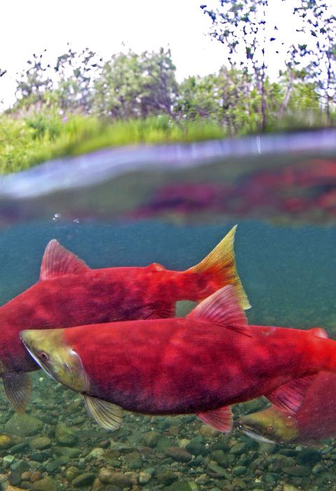 Aniakchak River, Alaska