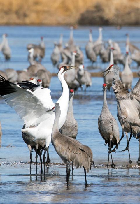 Platte River, Nebraska