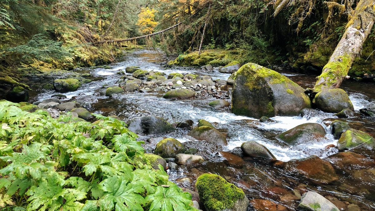 South Fork Roaring River, Oregon