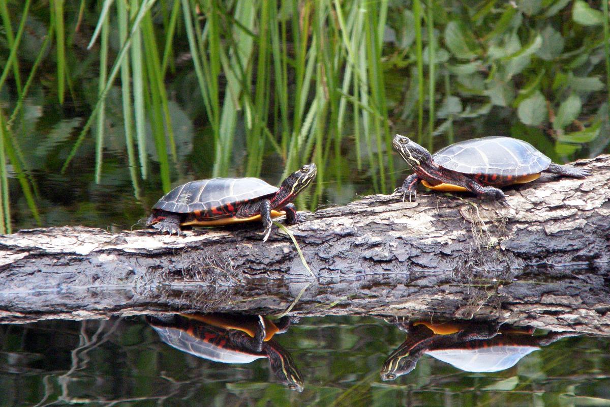 Wood River, Rhode Island