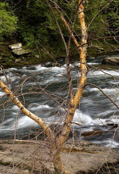Clear Creek, Tennessee