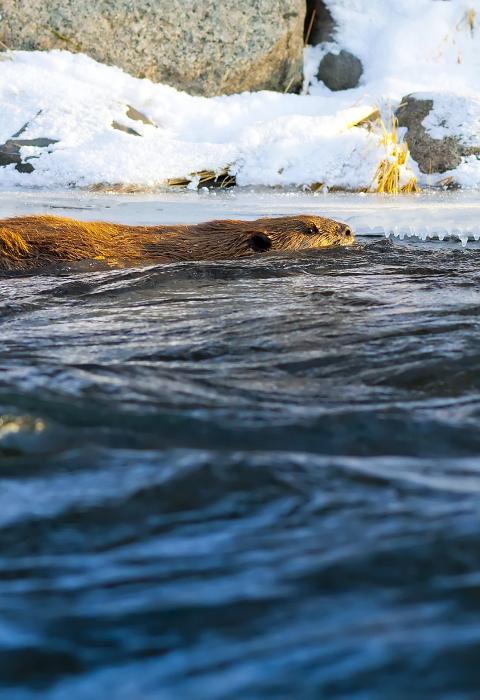 East Brank Tahquamenon River, Michigan