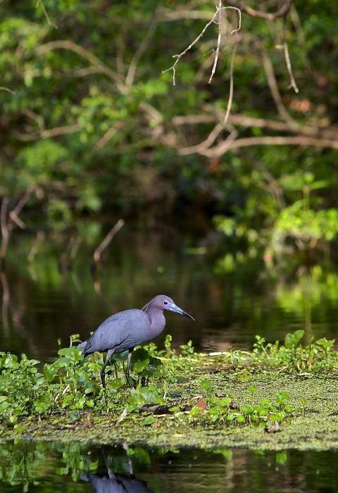 Wekiva River, Florida